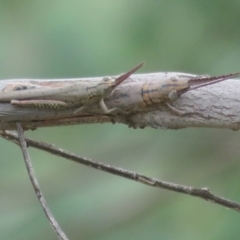 Pardillana limbata at Bimbi, NSW - 14 Mar 2022 01:54 PM