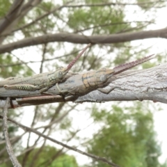 Pardillana limbata at Bimbi, NSW - 14 Mar 2022 01:54 PM