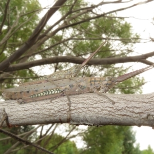 Pardillana limbata at Bimbi, NSW - 14 Mar 2022 01:54 PM