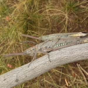 Pardillana limbata at Bimbi, NSW - 14 Mar 2022 01:54 PM