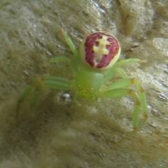 Australomisidia rosea (Rosy Flower Spider) at Bimbi, NSW - 14 Mar 2022 by Christine