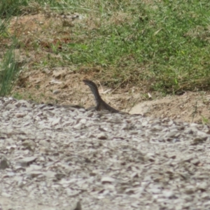 Varanus sp. (genus) at Bimbi, NSW - suppressed