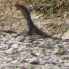 Varanus sp. (genus) at Bimbi, NSW - suppressed