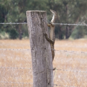 Varanus gouldii at Bimbi, NSW - 14 Mar 2022