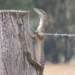 Varanus gouldii at Bimbi, NSW - 14 Mar 2022 02:34 PM