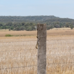 Varanus gouldii at Bimbi, NSW - 14 Mar 2022 02:34 PM