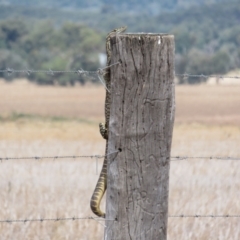 Varanus gouldii at Bimbi, NSW - 14 Mar 2022