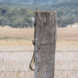 Varanus gouldii at Bimbi, NSW - 14 Mar 2022 02:34 PM