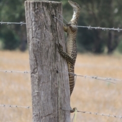 Varanus gouldii at Bimbi, NSW - 14 Mar 2022 02:34 PM