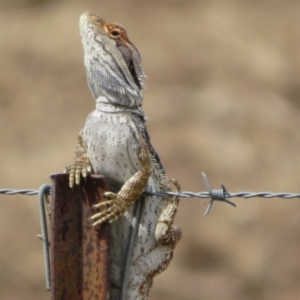 Pogona barbata at Bimbi, NSW - 14 Mar 2022