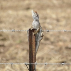 Pogona barbata at Bimbi, NSW - suppressed