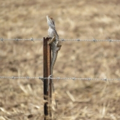 Pogona barbata at Bimbi, NSW - 14 Mar 2022