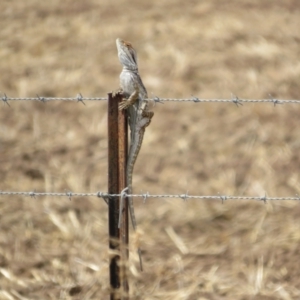 Pogona barbata at Bimbi, NSW - suppressed