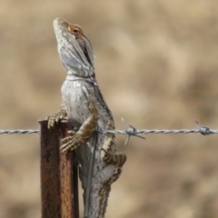 Pogona barbata at Bimbi, NSW - 14 Mar 2022