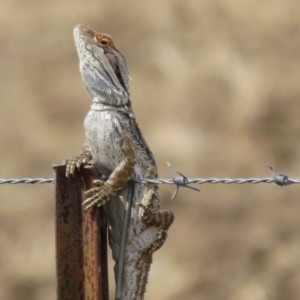 Pogona barbata at Bimbi, NSW - suppressed