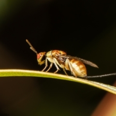 Megastigmus sp. (genus) (Parasitic wasp) at ANBG - 14 Mar 2022 by Roger