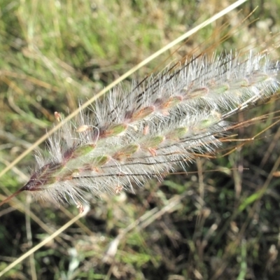 Dichanthium sericeum (Queensland Blue-grass) at Mount Taylor - 10 Mar 2022 by BarrieR