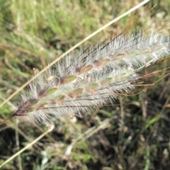 Dichanthium sericeum (Queensland Blue-grass) at Kambah, ACT - 10 Mar 2022 by BarrieR