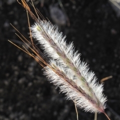 Dichanthium sericeum at Kambah, ACT - 11 Mar 2022 08:28 AM