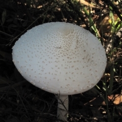 Macrolepiota dolichaula (Macrolepiota dolichaula) at Pearce, ACT - 10 Mar 2022 by BarrieR