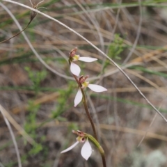 Eriochilus cucullatus (Parson's Bands) at Kambah, ACT - 14 Mar 2022 by BarrieR