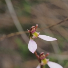 Eriochilus cucullatus at Kambah, ACT - 15 Mar 2022