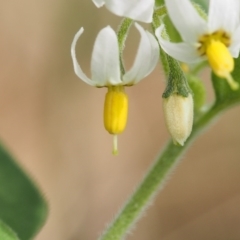 Solanum chenopodioides (Whitetip Nightshade) at Torrens, ACT - 14 Mar 2022 by BarrieR