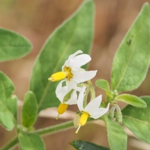 Solanum chenopodioides at Torrens, ACT - 15 Mar 2022 10:37 AM