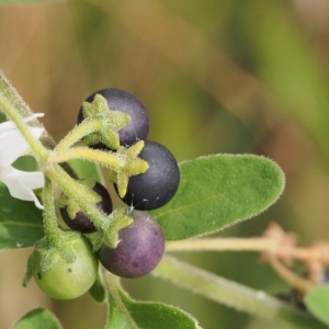 Solanum chenopodioides at Torrens, ACT - 15 Mar 2022