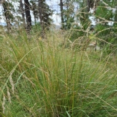 Eragrostis curvula (African Lovegrass) at Isaacs Ridge and Nearby - 15 Mar 2022 by Mike