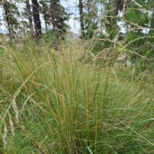 Eragrostis curvula at Isaacs, ACT - 15 Mar 2022 03:17 PM