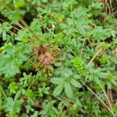 Acaena novae-zelandiae (Bidgee Widgee) at Isaacs Ridge and Nearby - 15 Mar 2022 by Mike