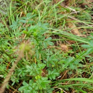 Acaena novae-zelandiae at Isaacs, ACT - 15 Mar 2022