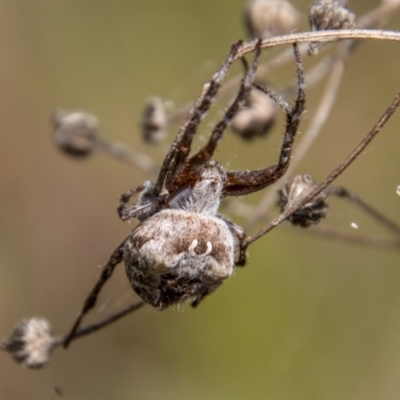 Backobourkia (genus) (An orb weaver) at Cotter River, ACT - 14 Mar 2022 by SWishart