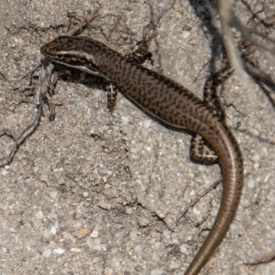 Eulamprus heatwolei (Yellow-bellied Water Skink) at Tidbinbilla Nature Reserve - 14 Mar 2022 by SWishart