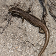 Eulamprus heatwolei (Yellow-bellied Water Skink) at Paddys River, ACT - 14 Mar 2022 by SWishart