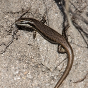 Eulamprus heatwolei at Paddys River, ACT - 14 Mar 2022