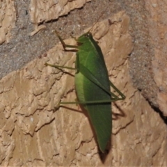 Caedicia simplex (Common Garden Katydid) at Wanniassa, ACT - 14 Mar 2022 by JohnBundock