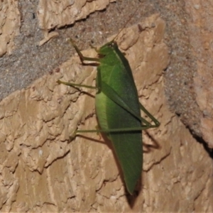 Caedicia simplex at Wanniassa, ACT - 14 Mar 2022 08:52 PM