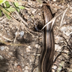 Acritoscincus duperreyi (Eastern Three-lined Skink) at Cotter River, ACT - 14 Mar 2022 by SWishart