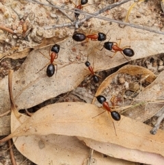 Camponotus nigriceps (Black-headed sugar ant) at Isaacs Ridge and Nearby - 15 Mar 2022 by Mike