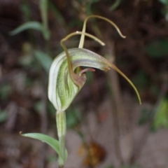 Diplodium laxum (Antelope greenhood) at Fadden, ACT - 15 Mar 2022 by AnneG1