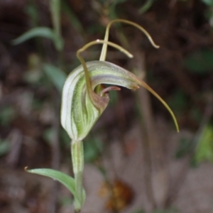 Diplodium laxum at Fadden, ACT - 15 Mar 2022