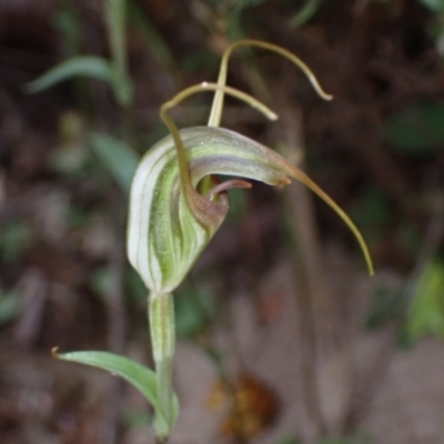 Diplodium laxum (Antelope greenhood) at Fadden, ACT - 14 Mar 2022 by AnneG1