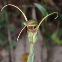 Diplodium laxum at Fadden, ACT - suppressed