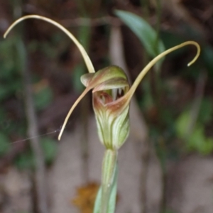 Diplodium laxum at Fadden, ACT - suppressed