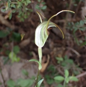 Diplodium laxum at Fadden, ACT - 15 Mar 2022