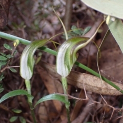 Diplodium laxum at Fadden, ACT - suppressed