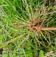 Hypericum perforatum (St John's Wort) at Isaacs Ridge and Nearby - 15 Mar 2022 by Mike