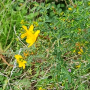 Hypericum perforatum at Isaacs, ACT - 15 Mar 2022 04:28 PM